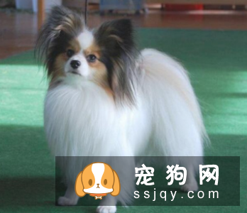 什么狗最聪明最好训? 看看有你家狗狗吗?