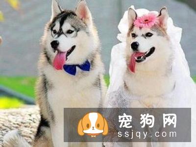 狗狗注射疫苗后没效果，狗狗疫苗免疫失效是什么原因