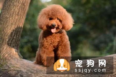 狗狗绝育有风险吗