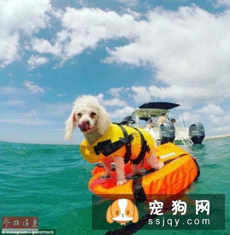 母狗产前 主人需要做好这些准备