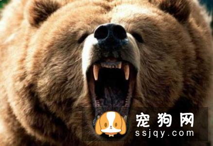 被狗抓伤咬破，第一时间应该怎么处理