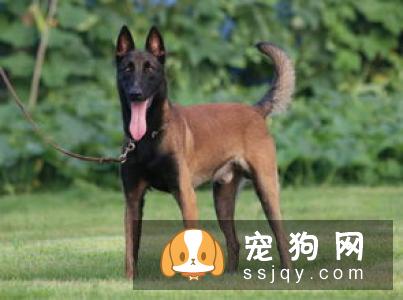 狗狗犬瘟热如何治疗和预防