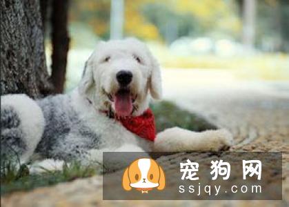 怎样给狗狗喂药水
