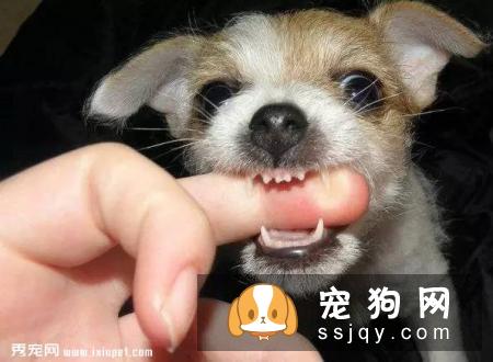 狗狗护食行为太可怕，几招轻松改掉！