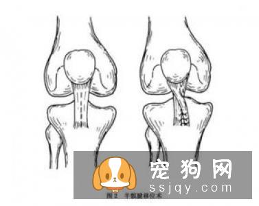 髌骨脱位是小型宠物常见的关节疾病