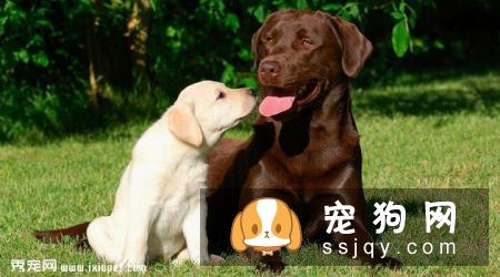 拉布拉多犬训练方法_价格|性格特点|图片