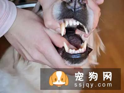 狗子乖乖吃药这件事,貌似只发生在它少不更事的时候,还会花样拒绝你