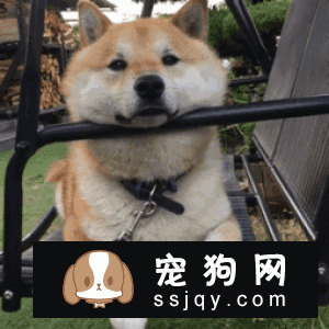 狗狗能不能常吃益生菌，狗狗吃益生菌有什么好处