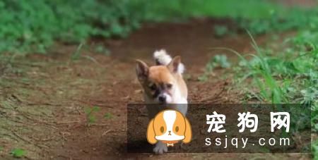 呵护狗狗肠胃健康，你需要注意哪几件事？