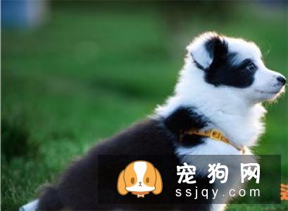 边牧喂什么狗粮好 你了解边牧吃什么狗粮吗