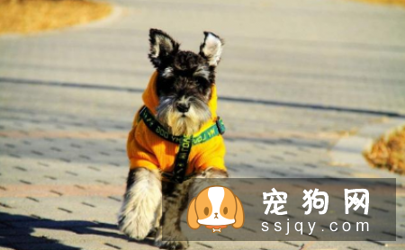 哪种狗寿命最长 盘点寿命最长的5种狗狗