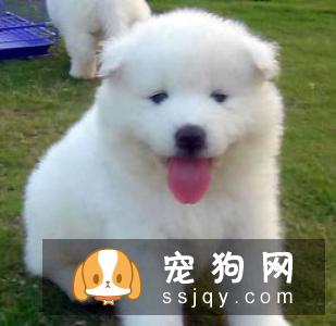 萨摩耶犬喂养有什么要注意的 萨摩耶犬喂养注意事项
