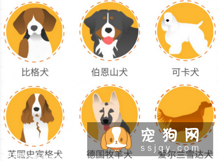 狗狗犯癫痫应该怎么办？
