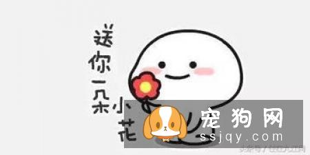为什么有的人会自制狗粮，自制狗粮好不好呢