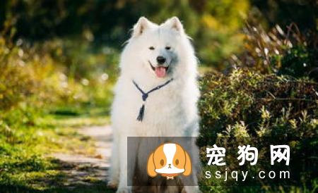 关于宠物疫苗的基本常识 你需要知道