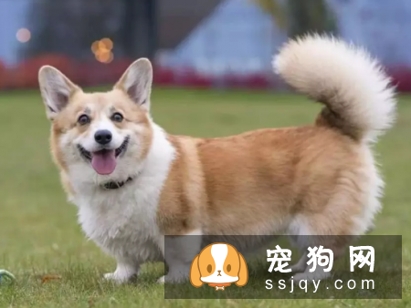 主人认为的让宠物更美丽,实则跟虐待有什么两样?