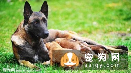 马利诺斯犬多少钱一只,怎么训练_特征介绍|图片