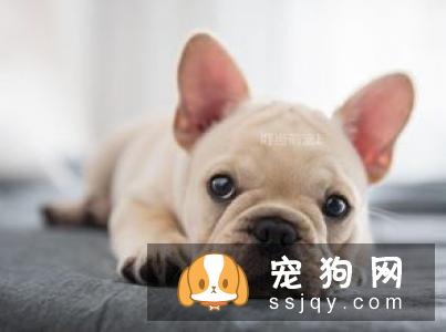 真致ZEAL宠物牛奶狗狗喝了好不好