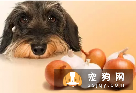 有的食物反而会害了狗狗,知道是哪些吗?