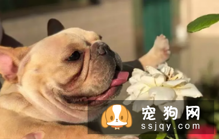 怎么判断狗狗要不要驱虫? 80%主人不了解!