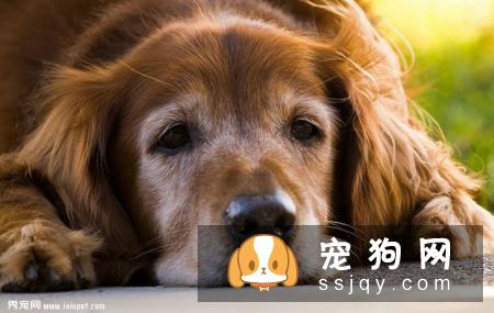 老年宠物狗营养补充的七大问题