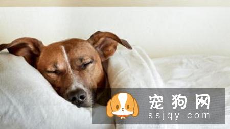 如何训练狗狗随行