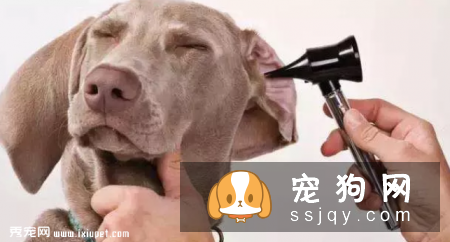 在家就可以给狗狗做的体检大法