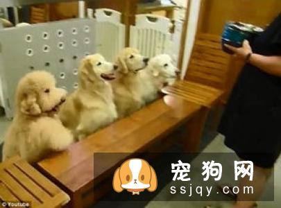 如何训练狗狗等待