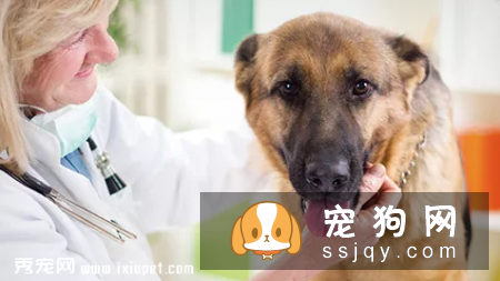 狗狗绝育是件大事，以下几点要注意