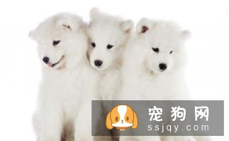 幼犬狗粮什么牌子好?了解幼犬需求很重要