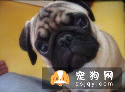 卡累利亚熊犬好养吗_怎么饲养？