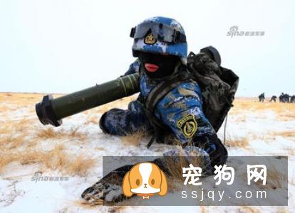 马利诺斯犬多少钱一只,怎么训练_特征介绍|图片