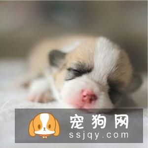 狗狗感冒了怎么办，狗感冒了吃什么药