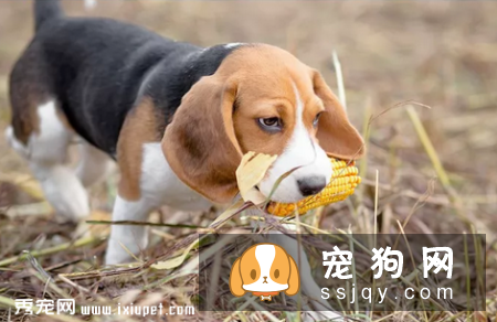 狗狗吃食狼吞虎咽不咀嚼，当心酿成大祸
