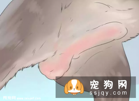 在家就可以给狗狗做的体检大法