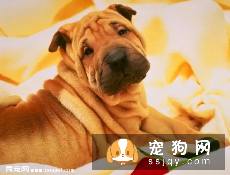 国宝级斗狗，中国沙皮犬应该如何饲养
