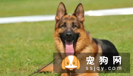 哪种狗最聪明最通人性 狗狗智商排名表