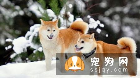 秋田和柴犬哪里有卖 怎样挑选到满意的秋田和柴犬
