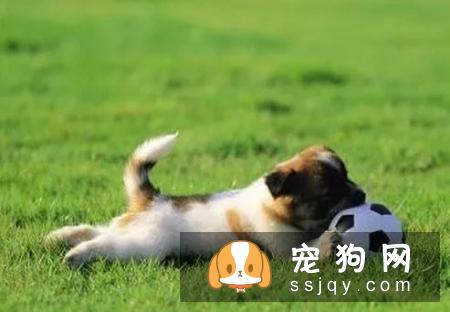 狗狗的春季管理春季是狗最易患病的季节