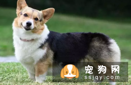 狗狗进入老年期后，腰部疾病需要预防