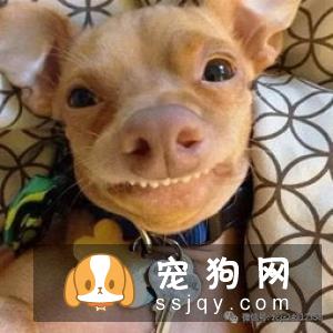 如何判断体外寄生虫?-家居装修问答
