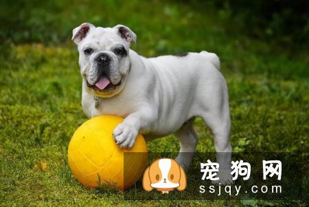 狗狗常见的过敏症状以及过敏源