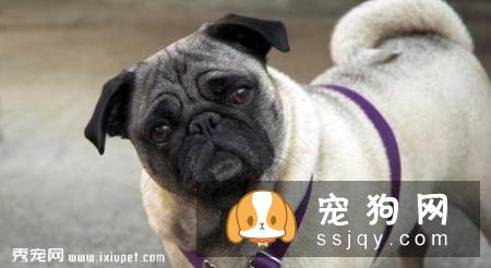 巴哥犬感冒如何治疗?