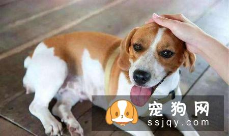 您会摸狗吗?大家可能会说我还不摸狗,这有什么技术含量吗?
