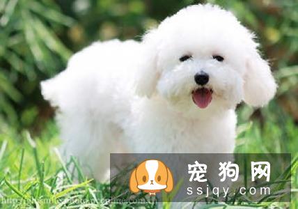 了解狗狗腹泻的原因，用正确的态度对待狗狗腹泻