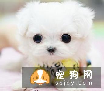 长期给狗狗喂干食又限制饮水