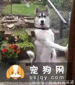 如何训练狗狗拒绝陌生人投食