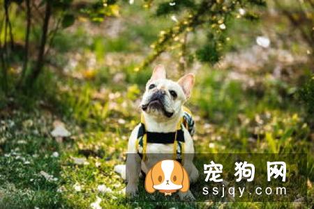 宠物滴耳液的正确使用方法