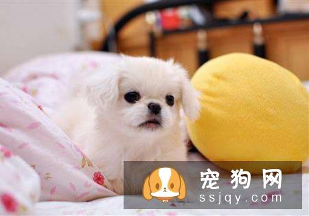 狗狗急性胰腺炎的症状危害及治疗方法