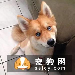 泰迪犬为什么喜欢和主人一起睡觉? 赶也赶不走!